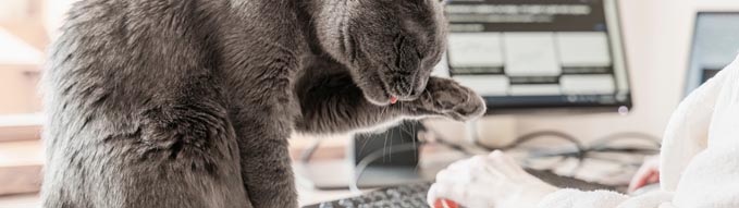 Cat sitting on the table at working place with IT equipment at home and washing. Woman in home clothing working on computer before monitor at homishness atmosphere. Flexible hours and remote working.