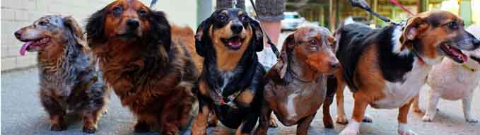 Walking the pack/array of dogs, most dachshunds, being walked by single person in the background on city sidewalk