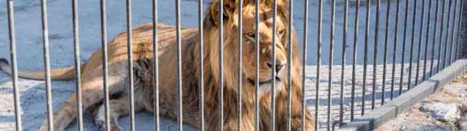 The lion is the king of beasts in captivity in a zoo behind bars. Power and aggression in the cage.
