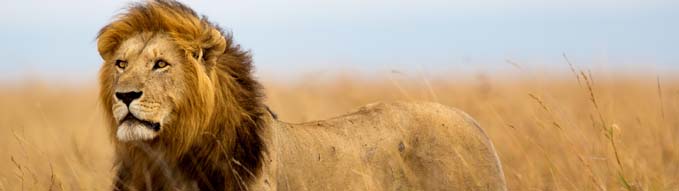 Mighty Lion watching the lionesses who are ready for the hunt in Masai Mara, Kenya