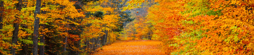 Is it any wonder why I dream of the fall?